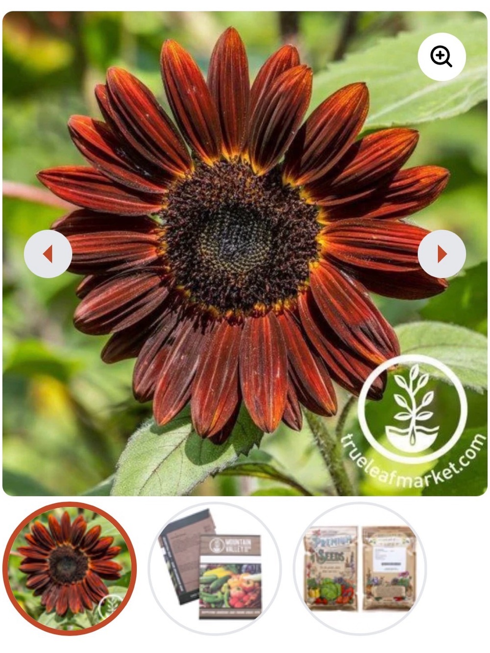 Sunflower seeds - 2 pack